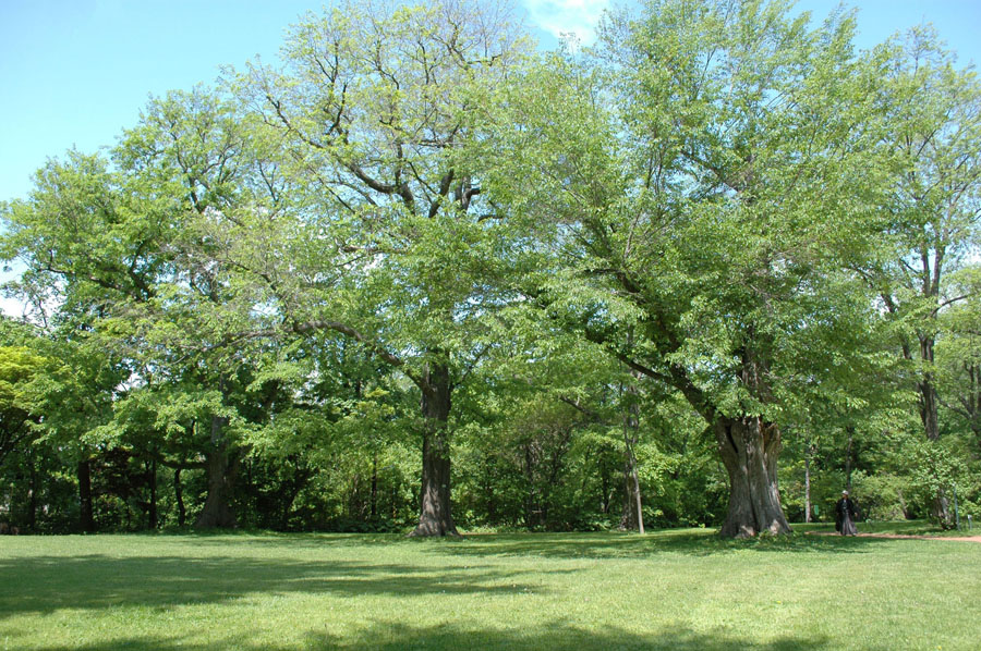 Botanic Garden, Hokkaido University